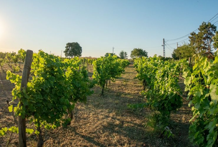 Clos des Colombes